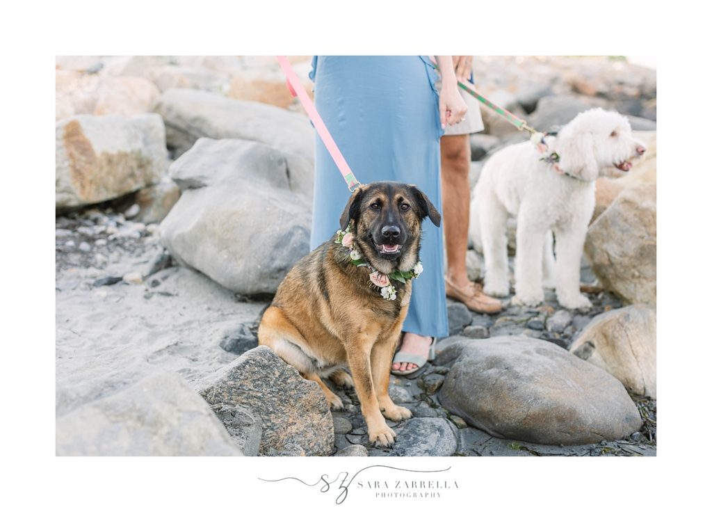 dogs on the beach during wedding ceremony photographed by Sara Zarrella Photography