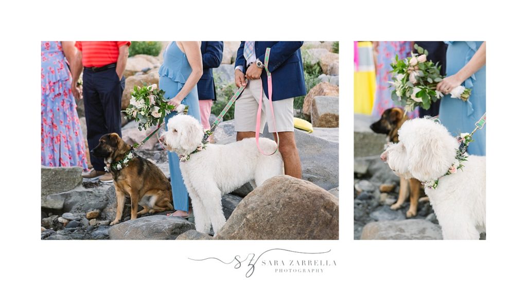 wedding ceremony with dogs photographed by Sara Zarrella Photography