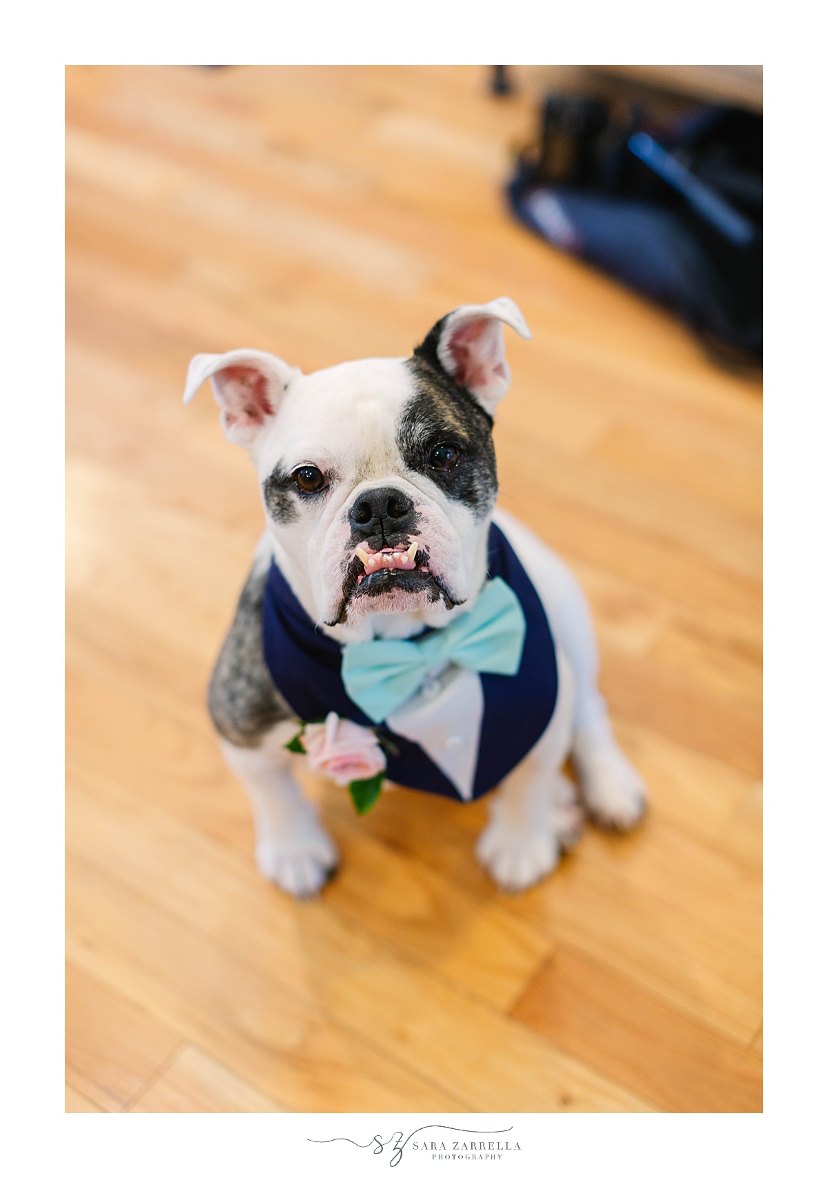dog wears blue tie for RI wedding day