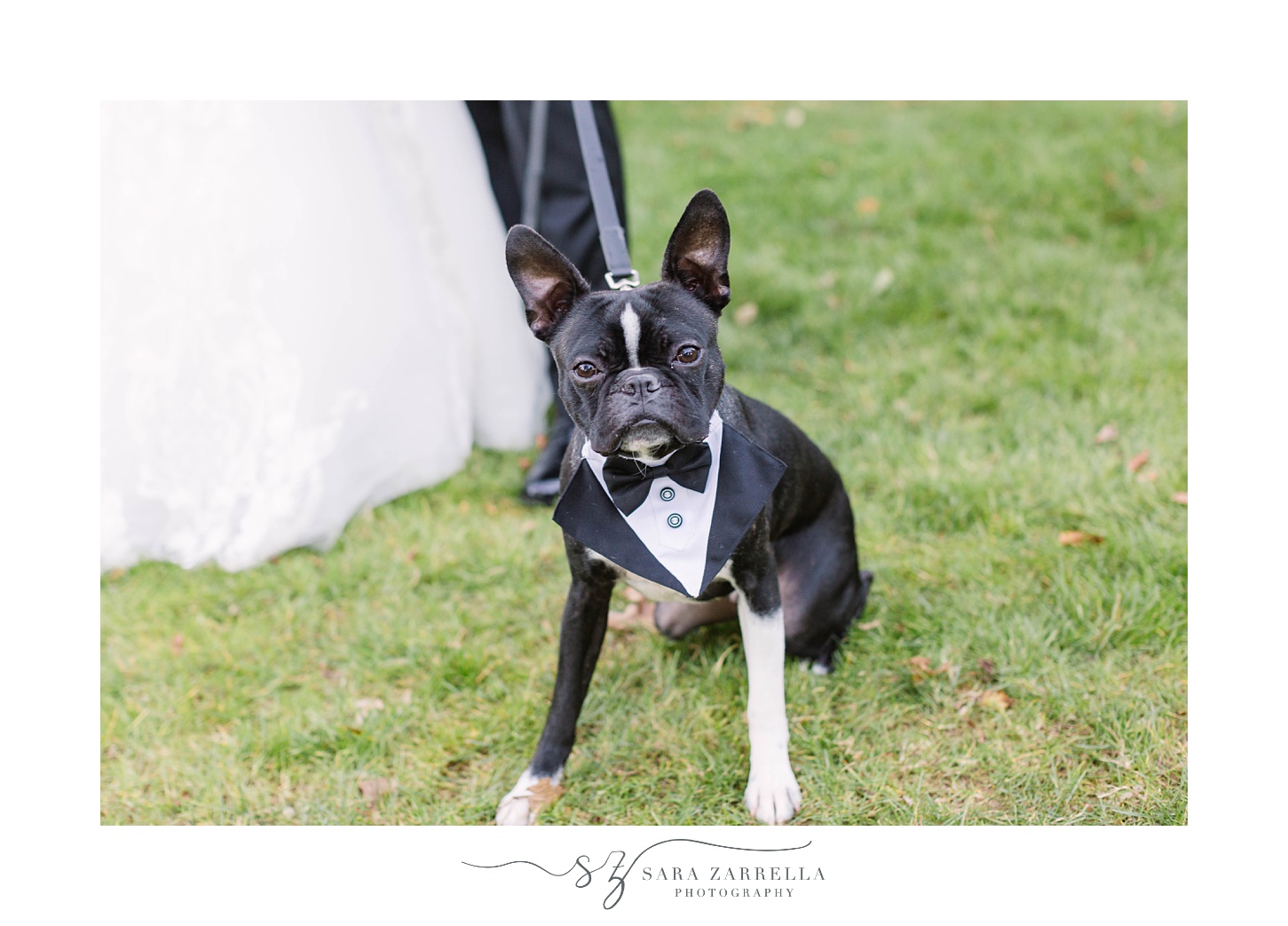 dog sits in tux during portraits at Glen Manor House