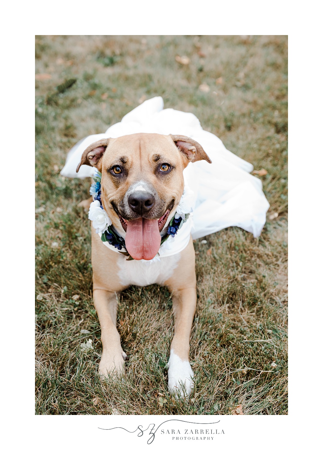 dog sits in white cape outfit on wedding day