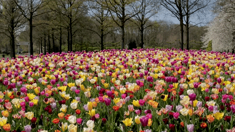 tulips in field for wedding florist