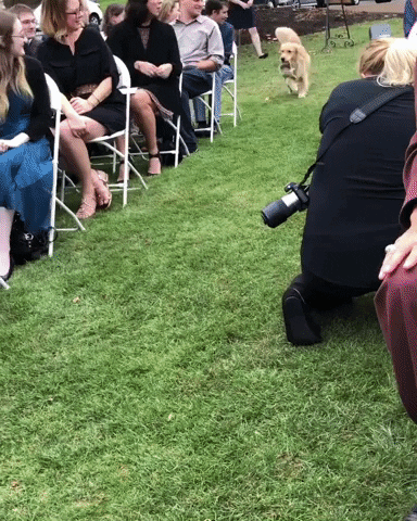 Incorporating Your Dog on Your Wedding Day: tips for your furry friend on your wedding from Veronica Silghigian of Pawfect for You
